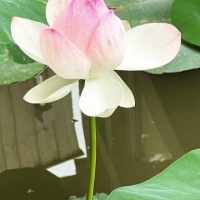 L’astrologie et la fleur de Lotus